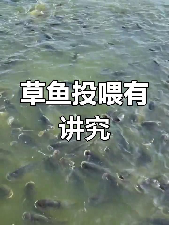 100斤草魚一天吃多少飼料 100斤草魚一天吃多少飼料 觀賞魚百科 第2張