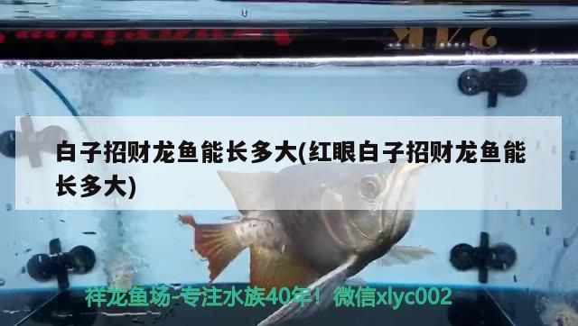 白子招財(cái)龍魚(yú)能長(zhǎng)多大(紅眼白子招財(cái)龍魚(yú)能長(zhǎng)多大)