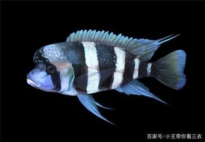 金龍魚掛面好不好消化：金龍魚掛面在消化過程中會不會產(chǎn)生難以溶解的殘渣？ 金龍魚掛面好不好消化：金龍魚掛面在消化過程中會不會產(chǎn)生難以溶解的殘渣？ 觀賞魚百科 第1張
