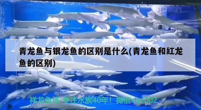 青龍魚(yú)與銀龍魚(yú)的區(qū)別是什么(青龍魚(yú)和紅龍魚(yú)的區(qū)別)