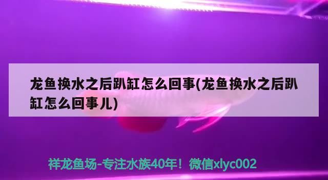 魚藥 龍魚換水之后趴缸怎么回事(龍魚換水之后趴缸怎么回事兒) 觀賞魚百科 龍魚換水之后趴缸怎么回事(龍魚換水之后趴缸怎么回事兒) 龍魚換水之后趴缸怎么回事(龍魚換水之后趴缸怎么回事兒) 觀賞魚百科