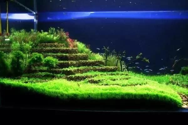 目前什么品牌的紅龍魚最好養殖的呢（目前什么品牌的紅龍魚最好養殖的呢視頻）