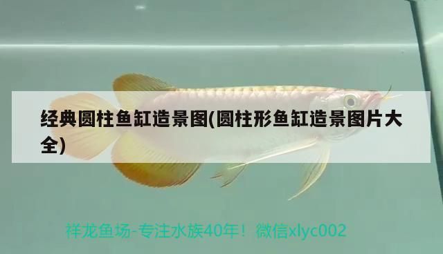 虎皮恐龍魚能長多大:虎皮恐龍魚能長多大 觀賞魚百科 第3張 虎皮恐龍魚能長多大:虎皮恐龍魚能長多大 虎皮恐龍魚能長多大:虎皮恐龍魚能長多大 觀賞魚百科 第3張