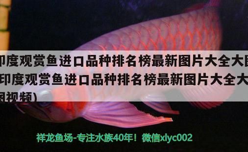 印度觀賞魚進口品種排名榜最新圖片大全大圖(印度觀賞魚進口品種排名榜最新圖片大全大圖視頻)