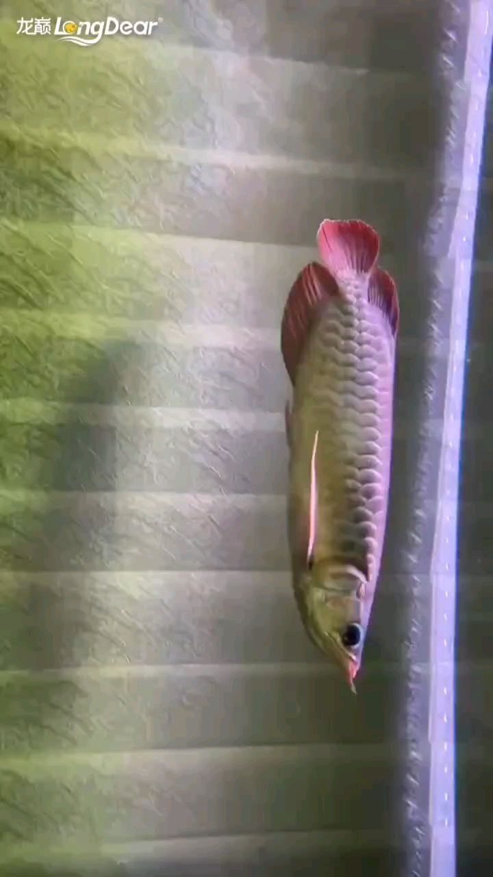 龍魚干蝦有營養嗎 轉發951 龍魚論壇 轉發951 轉發951 龍魚論壇