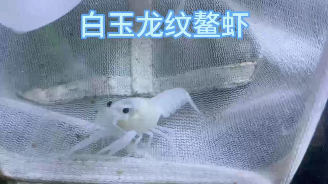 龍紋鰲蝦