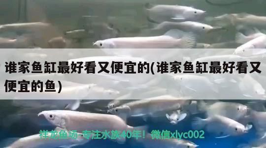 誰家魚缸最好看又便宜的(誰家魚缸最好看又便宜的魚) 誰家魚缸最好看又便宜的(誰家魚缸最好看又便宜的魚) 觀賞魚百科