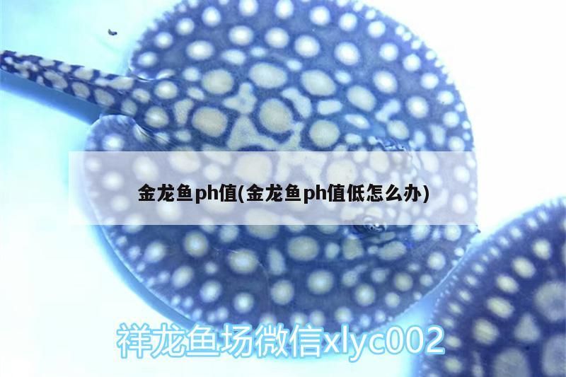 金龍魚(yú)ph值(金龍魚(yú)ph值低怎么辦) 金龍魚(yú)ph值(金龍魚(yú)ph值低怎么辦) 觀賞魚(yú)百科
