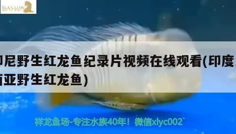 印尼野生紅龍魚紀(jì)錄片視頻在線觀看(印度尼西亞野生紅龍魚) 印尼野生紅龍魚紀(jì)錄片視頻在線觀看(印度尼西亞野生紅龍魚) 觀賞魚百科
