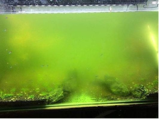 杭州賣魚缸市場在哪里（杭州賣魚缸市場在哪里啊） 杭州賣魚缸市場在哪里（杭州賣魚缸市場在哪里啊） 觀賞魚百科