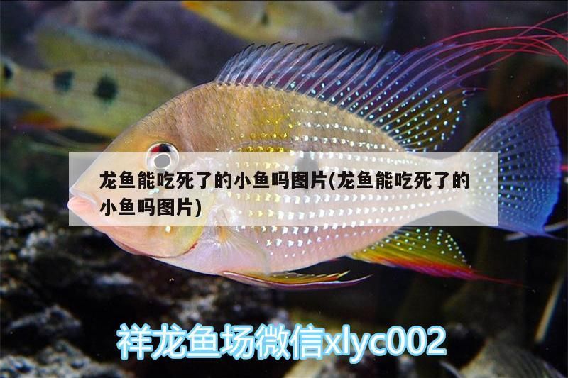 濾芯過濾器生產廠家盤點，水產過濾設備生產廠家有哪些水產過濾設備廠家有哪些 濾芯過濾器生產廠家盤點，水產過濾設備生產廠家有哪些水產過濾設備廠家有哪些 觀賞魚百科 第2張
