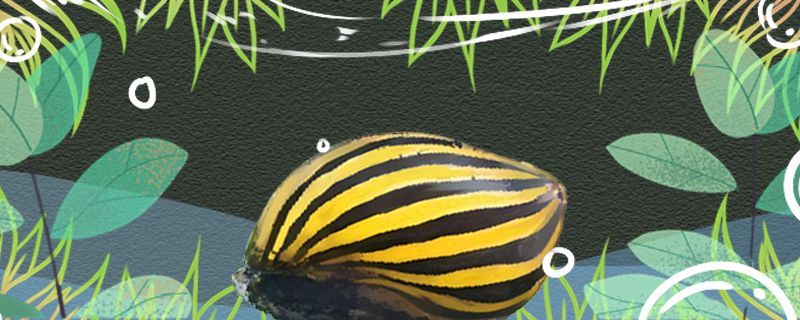 曼龍魚和龍魚的區別(曼龍魚為什么)