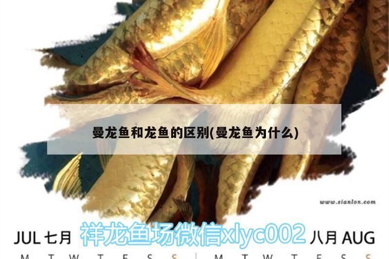 曼龍魚和龍魚的區別(曼龍魚為什么)