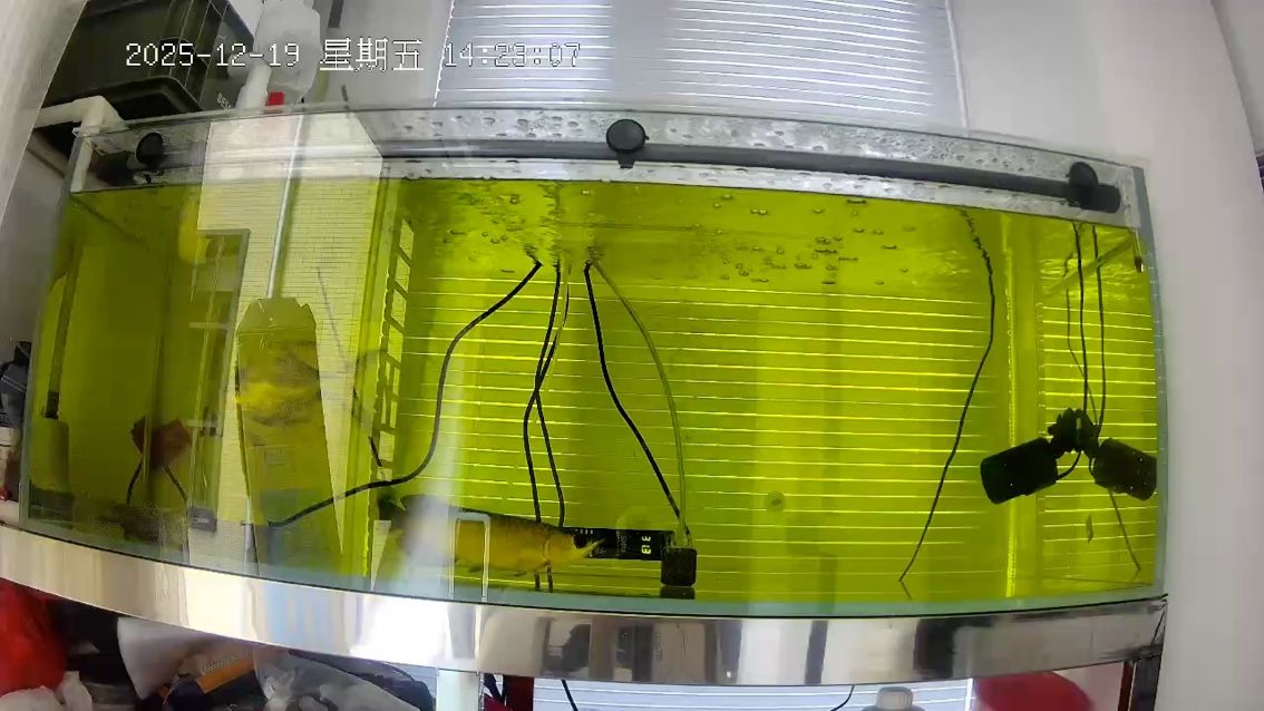 我的虎魚真菌感染了要怎么處理 超零號 龍魚論壇 超零號 超零號 龍魚論壇