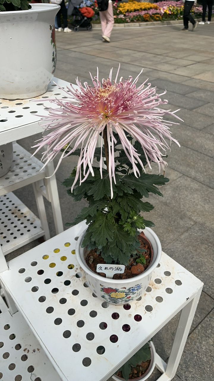 菊花展