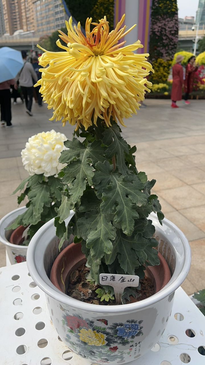 菊花展 菊花展 龍魚論壇 第4張