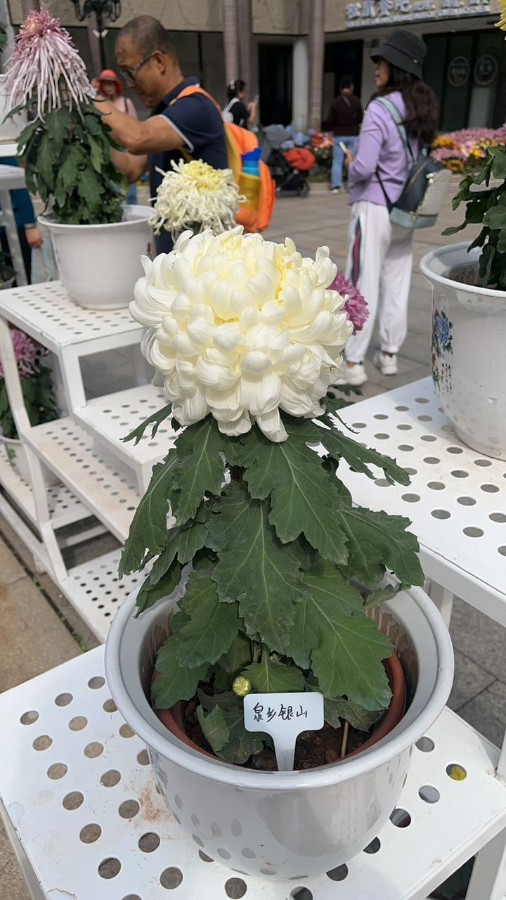 菊花展 菊花展 龍魚論壇 第5張