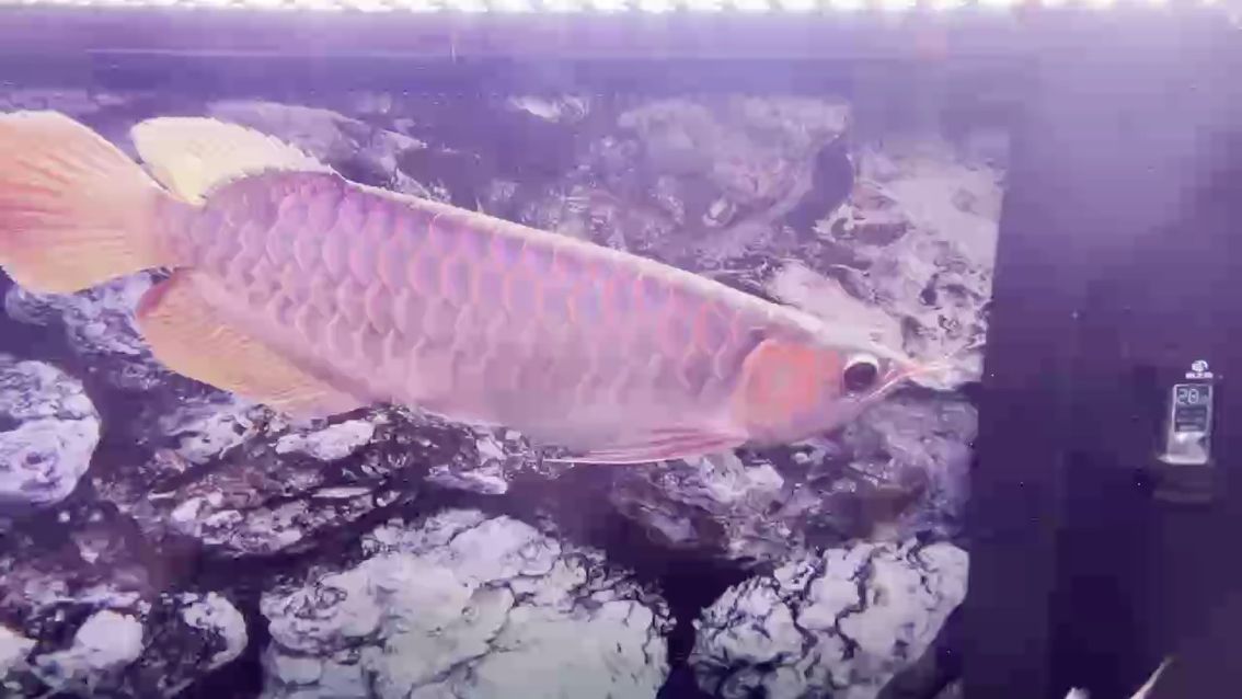 狀態恢復中 狀態恢復中 龍魚論壇