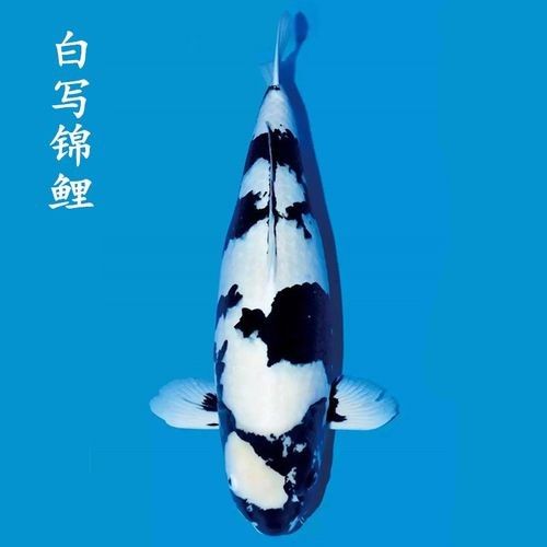 頂級白寫錦鯉 頂級白寫錦鯉 觀賞魚百科 第8張