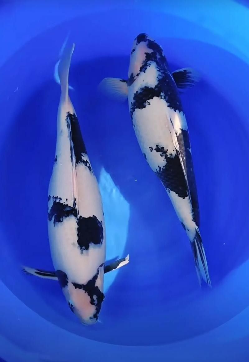 頂級白寫錦鯉 觀賞魚百科 第6張 頂級白寫錦鯉 頂級白寫錦鯉 觀賞魚百科 第6張