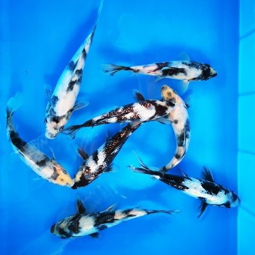 頂級白寫錦鯉 頂級白寫錦鯉 觀賞魚百科 第7張