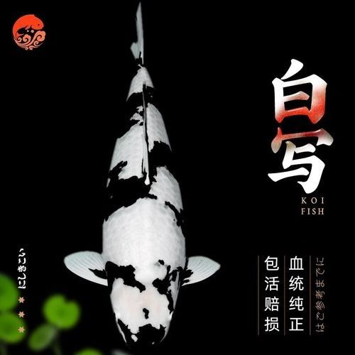 頂級白寫錦鯉 頂級白寫錦鯉 觀賞魚百科 第9張