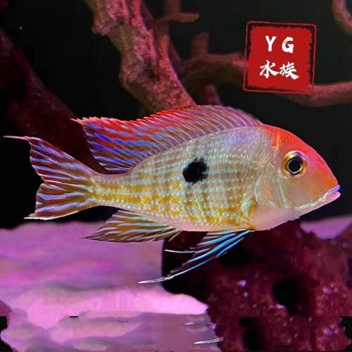 關刀魚和赤荔鳳冠的區別 關刀魚和赤荔鳳冠的區別 觀賞魚百科 第3張