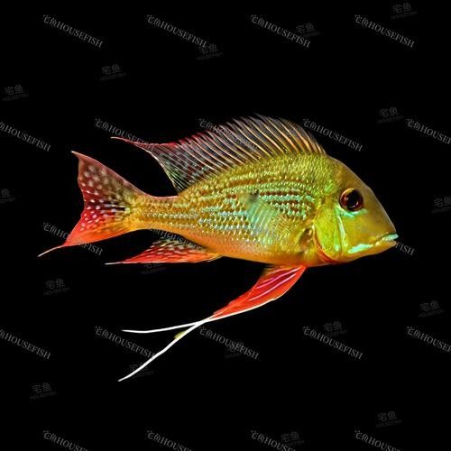 關刀魚和赤荔鳳冠的區別 關刀魚和赤荔鳳冠的區別 觀賞魚百科 第6張