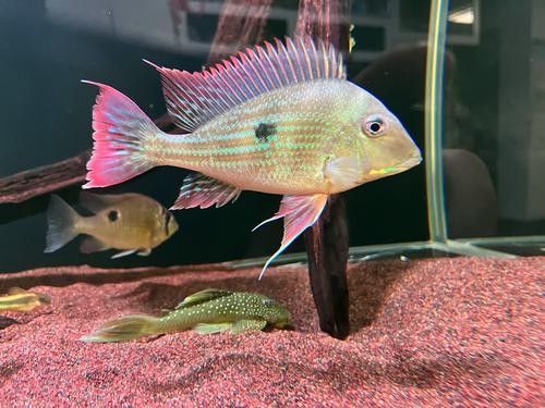 關刀魚和赤荔鳳冠的區別 關刀魚和赤荔鳳冠的區別 觀賞魚百科 第5張