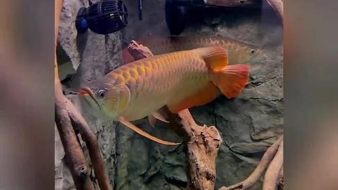 龍魚幼苗視頻播放