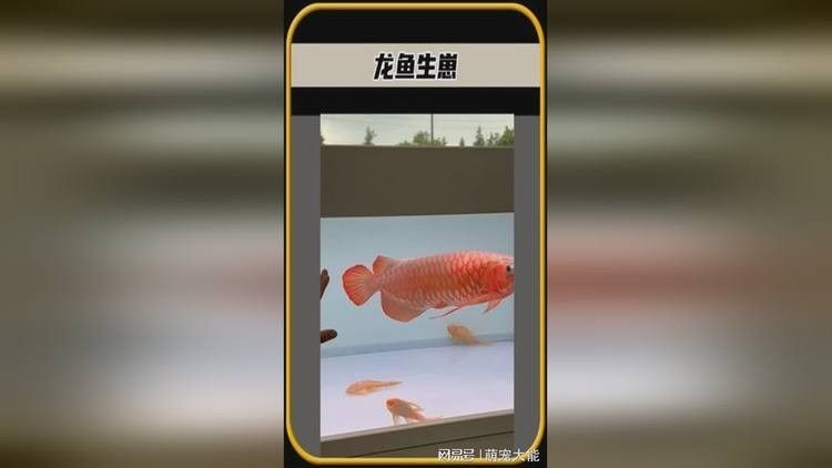 龍魚幼苗視頻播放