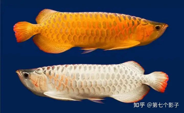 金龍魚海底世界推出的金龍魚系龍魚系龍魚，為什么如此受歡迎