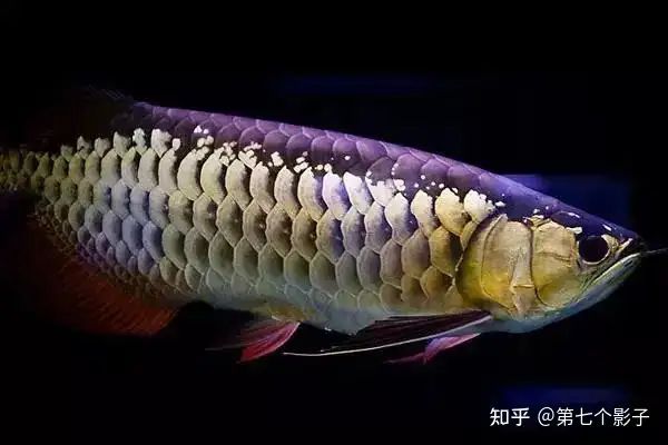 金龍魚海底世界推出的金龍魚系龍魚系龍魚，為什么如此受歡迎