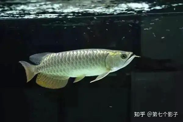 金龍魚海底世界推出的金龍魚系龍魚系龍魚，為什么如此受歡迎