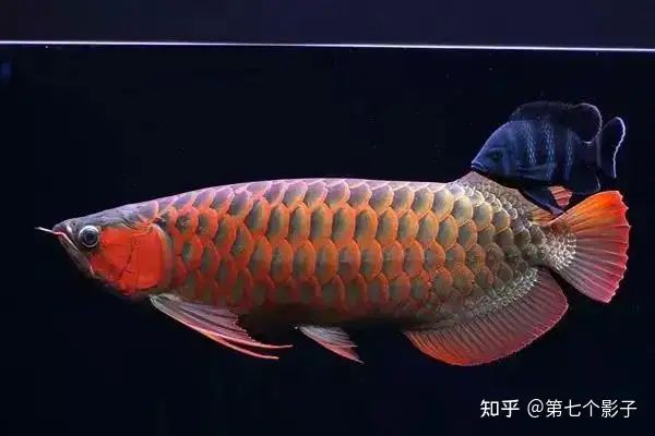 金龍魚海底世界推出的金龍魚系龍魚系龍魚，為什么如此受歡迎