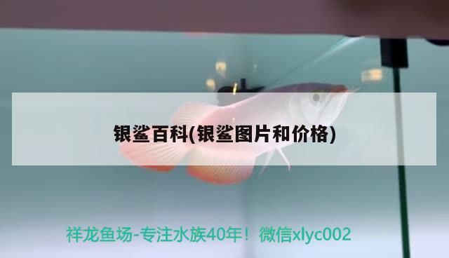 銀鯊百科(銀鯊圖片和價格)