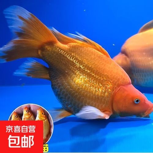 中國(guó)蝴蝶鯉十大品牌 中國(guó)蝴蝶鯉十大品牌 觀賞魚(yú)百科 第2張