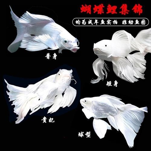 中國(guó)蝴蝶鯉十大品牌 中國(guó)蝴蝶鯉十大品牌 觀賞魚(yú)百科 第1張
