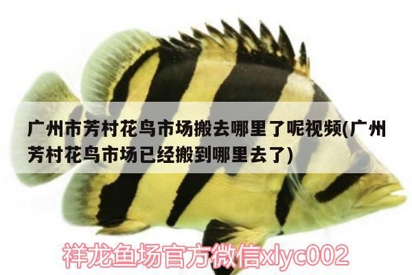 廣州百藝城 廣州市芳村花鳥市場搬去哪里了呢視頻(廣州芳村花鳥市場已經搬到哪里去了) 觀賞魚百科 廣州市芳村花鳥市場搬去哪里了呢視頻(廣州芳村花鳥市場已經搬到哪里去了) 廣州市芳村花鳥市場搬去哪里了呢視頻(廣州芳村花鳥市場已經搬到哪里去了) 觀賞魚百科