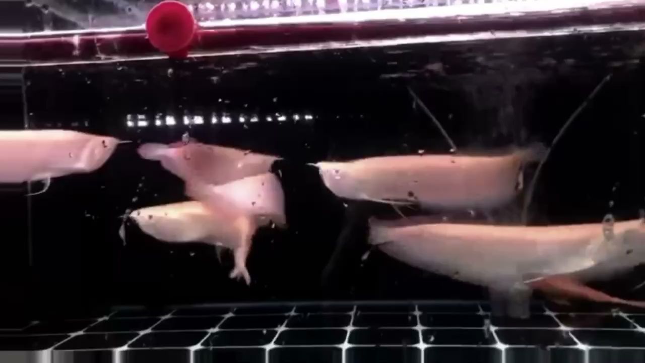 錦州有幾個(gè)魚(yú)缸廠(chǎng)子在哪（遼寧錦州有做魚(yú)缸的嗎）