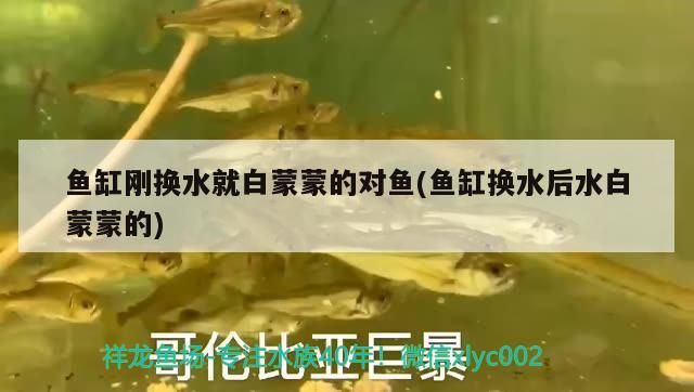 海口水族批發市場在哪里啊（海口水族批發市場在哪里啊電話） 海口水族批發市場在哪里啊（海口水族批發市場在哪里啊電話） 觀賞魚百科 第2張