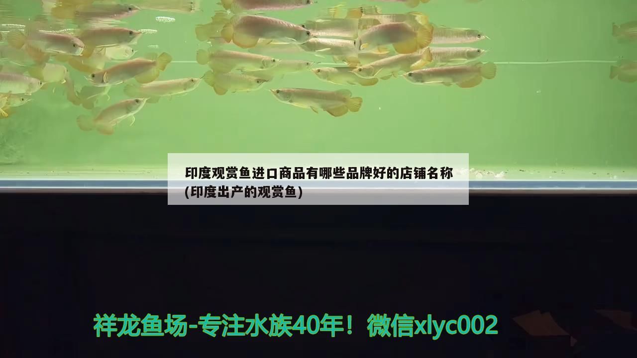 海口水族批發市場在哪里啊（海口水族批發市場在哪里啊電話） 海口水族批發市場在哪里啊（海口水族批發市場在哪里啊電話） 觀賞魚百科 第3張