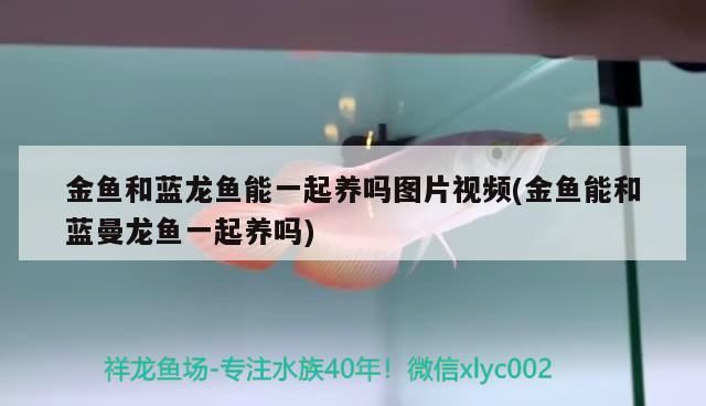 飼料 金魚和藍龍魚能一起養嗎圖片視頻(金魚能和藍曼龍魚一起養嗎) 觀賞魚百科 金魚和藍龍魚能一起養嗎圖片視頻(金魚能和藍曼龍魚一起養嗎) 金魚和藍龍魚能一起養嗎圖片視頻(金魚能和藍曼龍魚一起養嗎) 觀賞魚百科