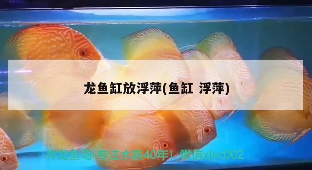 飼料 龍魚缸放浮萍(魚缸浮萍) 觀賞魚百科 龍魚缸放浮萍(魚缸浮萍) 龍魚缸放浮萍(魚缸浮萍) 觀賞魚百科