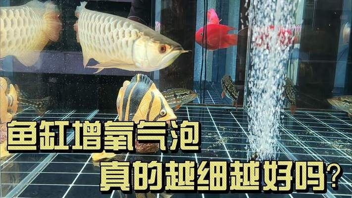 七種美輪美奐的胎生魚 七種美輪美奐的胎生魚 觀賞魚百科