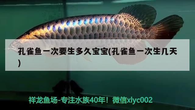 飼料 孔雀魚一次要生多久寶寶(孔雀魚一次生幾天) 觀賞魚百科 孔雀魚一次要生多久寶寶(孔雀魚一次生幾天) 孔雀魚一次要生多久寶寶(孔雀魚一次生幾天) 觀賞魚百科