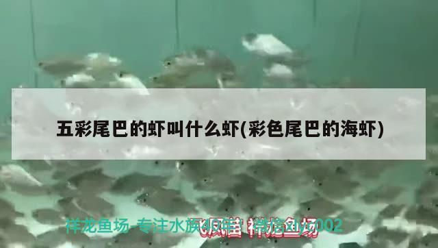 五彩尾巴的蝦叫什么蝦(彩色尾巴的海蝦) 五彩尾巴的蝦叫什么蝦(彩色尾巴的海蝦) 觀賞魚百科