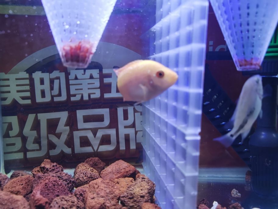 飼料 龍魚長期趴缸是什么原因分析圖解(金龍魚趴缸底什么原因) 觀賞魚百科 龍魚長期趴缸是什么原因分析圖解(金龍魚趴缸底什么原因) 龍魚長期趴缸是什么原因分析圖解(金龍魚趴缸底什么原因) 觀賞魚百科