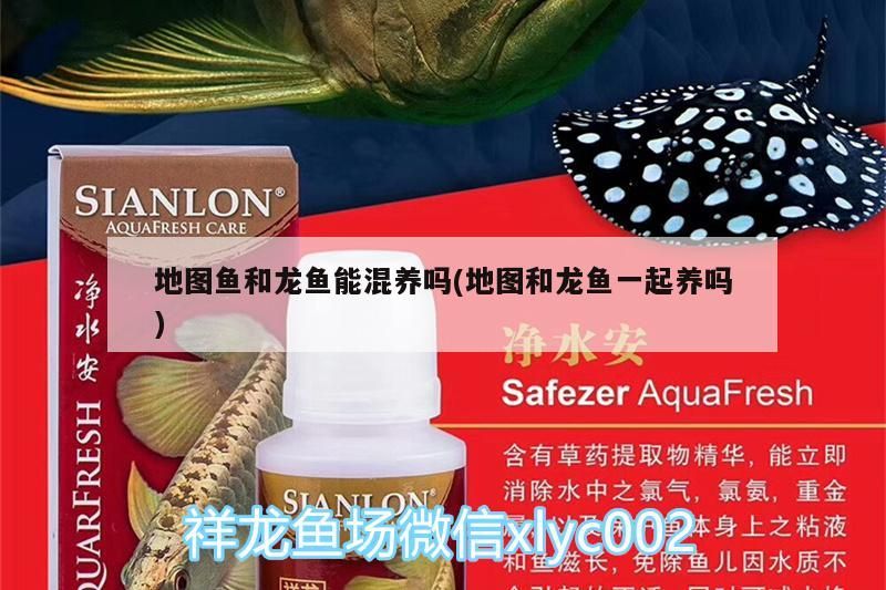 地圖魚和龍魚能混養(yǎng)嗎(地圖和龍魚一起養(yǎng)嗎)