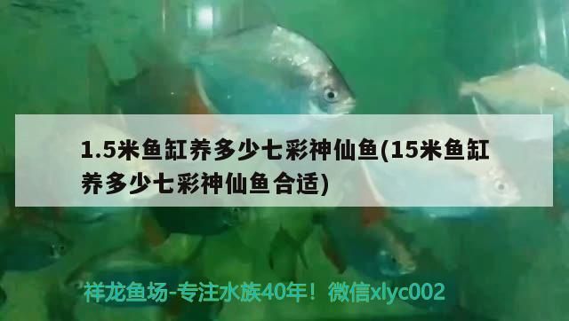 1.5米魚缸養多少七彩神仙魚(15米魚缸養多少七彩神仙魚合適)